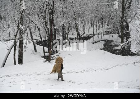 Srinagar, Indien. Februar 2024. SRINAGAR, INDIEN – 4. FEBRUAR: Ein Mann trägt Gras, während er während eines Schneefalls am 4. Februar 2024 in Srinagar, Indien, spaziert. Mehrere Teile Kaschmirs, darunter auch die Stadt Srinagar, waren Zeugen von Neuschneefall, da das Met-Departement in den nächsten 48 Stunden mittelschwere oberste Schneefälle im Tal prognostiziert hat. (Foto: Waseem Andrabi/Hindustan Times/SIPA USA) Credit: SIPA USA/Alamy Live News Stockfoto