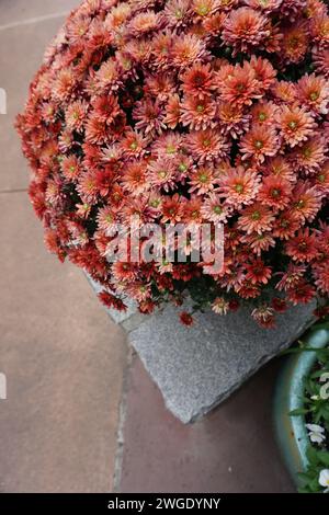 Herbstpracht in einem üppigen, bernsteinfarbenen Chrysanthemen-Display auf einem Bürgersteig der Stadt Stockfoto