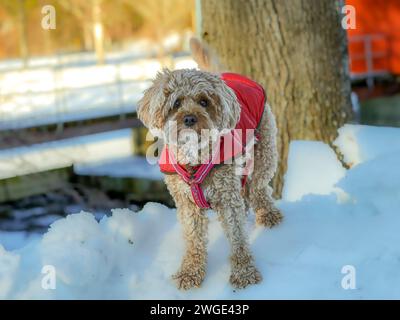 Ein junger Cavapoo-Hund spielt im Schnee mit rotem Cover in Ludvika City, Schweden Stockfoto