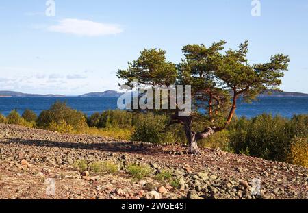 Kiefer auf dieser Seite des Meeres. Bäume und Hügel sind im Hintergrund. Küste in der Sonne, September. Stockfoto