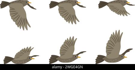 Unterschiedliche Anordnung der Flügel eines fliegenden Vogels. Seitenansicht. Vektorillustration des Fluges auf weißem Hintergrund. Fliegendes Design und Freiheit, Dekoration, Fauna Taube Stock Vektor