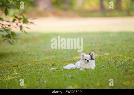 Langhaarige weiße und schwarze Teetasse chihuahua mit einem braunen Auge und einem blauen Auge draußen auf dem Gras im Sommer Stockfoto