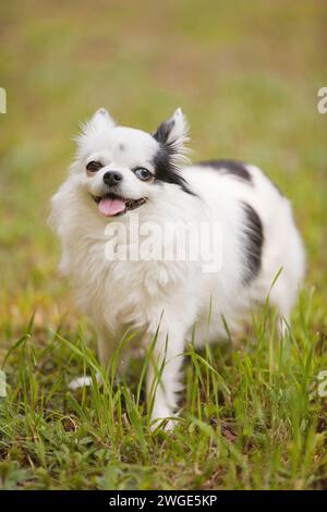 Langhaarige weiße und schwarze Teetasse chihuahua mit einem braunen Auge und einem blauen Auge draußen auf dem Gras im Sommer Stockfoto