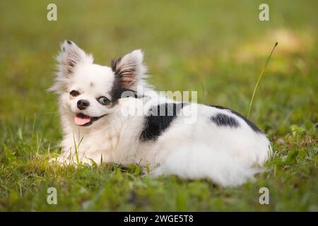 Langhaarige weiße und schwarze Teetasse chihuahua mit einem braunen Auge und einem blauen Auge draußen auf dem Gras im Sommer Stockfoto