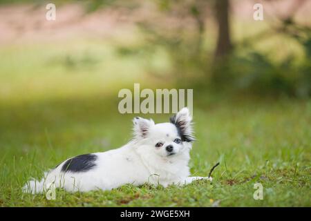 Langhaarige weiße und schwarze Teetasse chihuahua mit einem braunen Auge und einem blauen Auge draußen auf dem Gras im Sommer Stockfoto