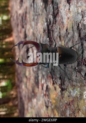 Männlicher Hirschkäfer, Lucanus cervus, auf natürlichem Hintergrund, im Roten Buch aufgeführt Stockfoto