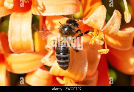 Eine westliche Honigbiene oder europäische Honigbiene (APIs mellifera) polinisiert und sammelt Nektar aus einer Pyrostegia venusta, auch bekannt als Flamme Stockfoto