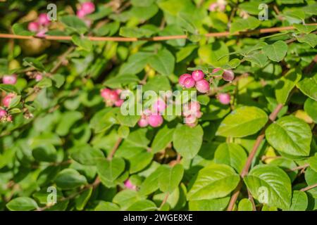 Symphoricarpos doorenbosii Perlmutt oder Gaultheria-Busch im Garten Stockfoto