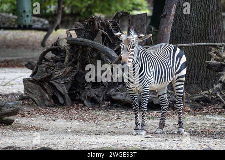 Der Hartmann Mountain Zebra, Equus zebra hartmannae ist eine Unterart des Mountain Zebra im Fernen südwestlichen Angola und Namibia gefunden. Stockfoto