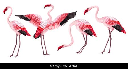 Rosa Flamingos isoliert auf weißem Hintergrund. Vektor. Stock Vektor