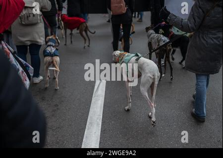Tausende von Menschen demonstrieren in Spanien, um ein Ende der Jagd mit Hunden zu fordern, Saragossa, Spanien Stockfoto