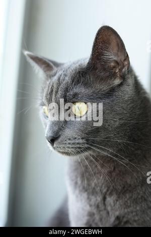 Porträt einer grauen Katze mit gelben Augen auf einem hellen Hintergrund Stockfoto