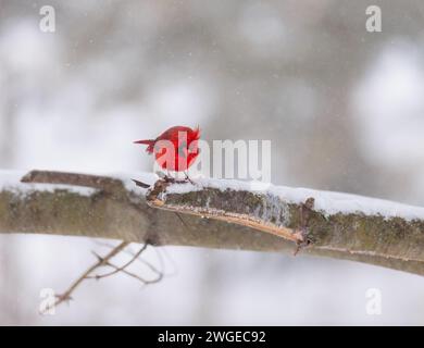 Männlicher nördlicher Kardinal, der während eines Schneesturms auf einem Ast sitzt Stockfoto