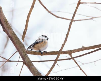 Carolina Chickadee sitzt auf einem Ast mit einem schwarzen Kopf und weißen Wangen Stockfoto