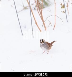 Weißkehliger Spatzen, der im Schnee steht Stockfoto