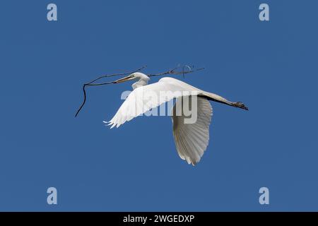 Großreiher (Ardea alba) im Flug, Morro Bay, Kalifornien. Einen Zweig im Schnabel tragen, um ein Nest zu bauen. Klarer blauer Himmel im Hintergrund. Stockfoto