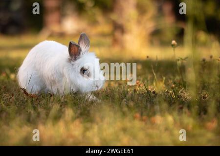 Weißes Löwenkopfkaninchen auf grünem Rasen im Garten. Niedlicher Haushase draußen am Sommertag. Stockfoto