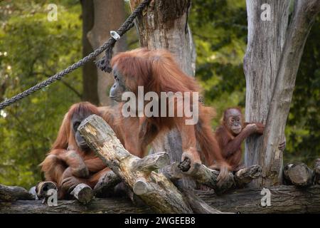Familie von Sumatra-Orang-Utan auf Baumstamm im Zoo. Kritisch gefährdeter Pongo Abelii im Zoologischen Garten. Stockfoto