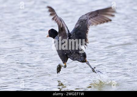 Auf Wasser laufender eurasischer Coot ( Fulica ATRA ). Stockfoto