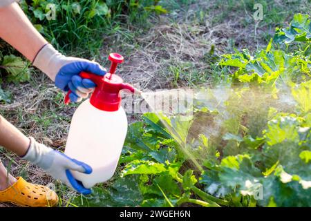 Landwirt sprüht Zucchini-Pflanzen gegen Parasiten und Krankheiten. Gemüseanbau im Garten. Stockfoto