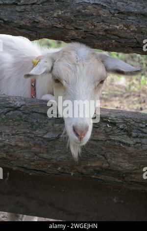 Weiße Ziege, die direkt durch den Holzzaun auf der Farm schaut Stockfoto