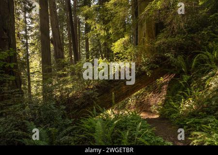 Nursery Tree wächst dick, nachdem er über den Trail im Redwood National Park gefallen ist Stockfoto