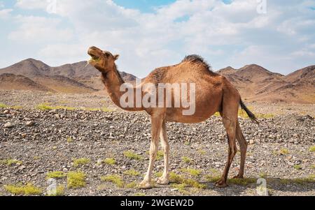 Hellbraunes Kamel grast auf kleinen Grasflächen in der trockenen Wüste, kleine Hügel in der Ferne, typische Landschaft nahe Al Qrash, Saudi-Arabien Stockfoto