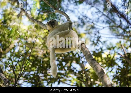 Der weiße Lemur Sifaka von Verreaux hängt an einem Baumzweig in ihrem natürlichen Lebensraum - Isalo Park, Madagaskar, Blick von unten Stockfoto