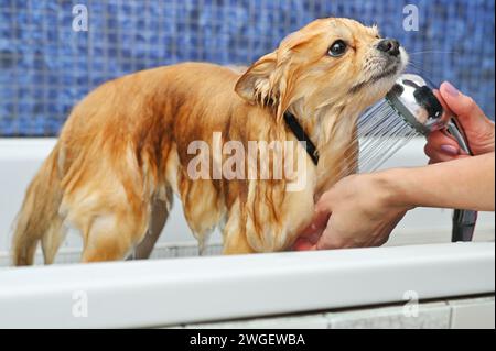 Der Groomer badet einen pommerschen Hund in der Dusche in einem speziellen Haustierpflegesalon. Stockfoto