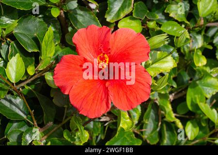 Rote Hibiskusblume im Garten, Royal Naval Dockyard, Sandy's Parish, Bermuda Stockfoto