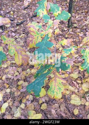 Junge Eiche im Herbstwald Stockfoto