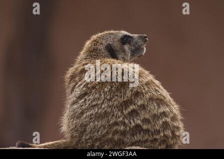 Wachsamer und aufmerksamer erwachsener Erdmännchen aus nächster Nähe, wachsam und nach oben Ausschau nach Raubtieren. Stockfoto