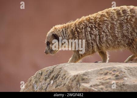 Erwachsener Erdmännchen wirbelt Staub auf einem Felsen auf, während er nach Nahrung sucht. Stockfoto