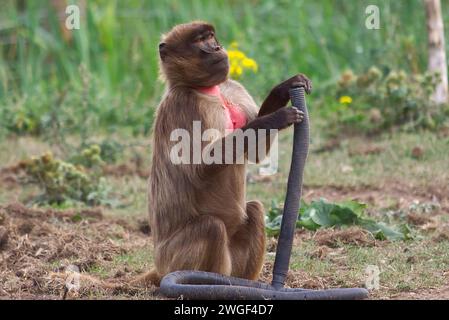 Niedlicher roter Brustaffe, der frech aussieht, während er mit einem Stück Schlauch spielt. Stockfoto