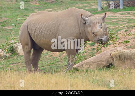 Gefährdetes schwarzes Nashorn, das Blätter in seinem Gehege isst, sieht aufmerksam aus, mit gestochenen Ohren und seinen Hörnern und seiner dicken Haut. Stockfoto