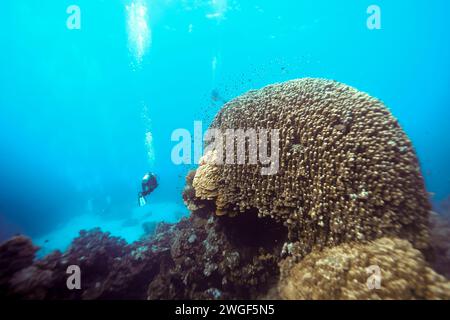 Taucher schwimmen an einem riesigen Hartkorallenkopf am tropischen Korallenriff im klaren blauen Ozean vorbei Stockfoto