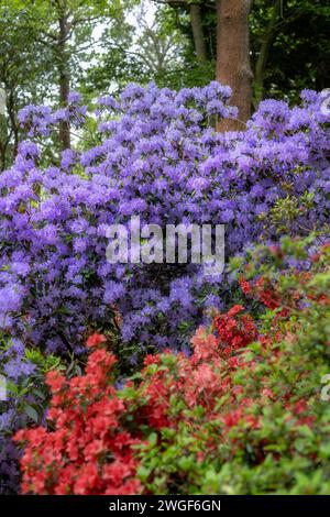 Wunderschöne farbenfrohe Azaleen im Frühling Stockfoto
