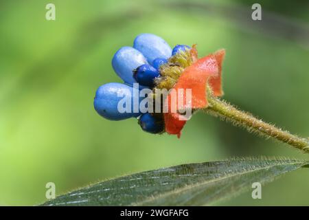 Palicourea tomentosa oder Psychotria poeppigiana, Mundschmerzen mit Früchten in der Laguna Del Lagarto Lodge, Costa Rica Stockfoto