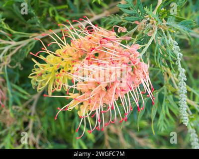 Grevillea Pflanzen Blumen, „Loopy Lou“ hübsche rosa rote und gelbe Pinselblüte Stockfoto