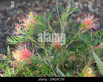 Grevillea Pflanzen Blumen, „Loopy Lou“ hübsche rosa rote und gelbe Pinselblüte Stockfoto