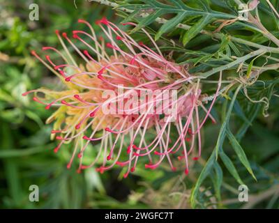 Grevillea Pflanzen Blumen, „Loopy Lou“ hübsche rosa rote und gelbe Pinselblüte Stockfoto