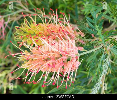 Grevillea Pflanzen Blumen, „Loopy Lou“ hübsche rosa rote und gelbe Pinselblüte Stockfoto