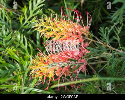 Grevillea Pflanzen Blumen, „Loopy Lou“ hübsche rosa rote und gelbe Pinselblüte Stockfoto