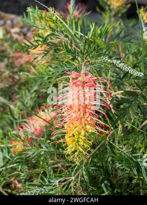 Grevillea Pflanzen Blumen, „Loopy Lou“ hübsche rosa rote und gelbe Pinselblüte Stockfoto