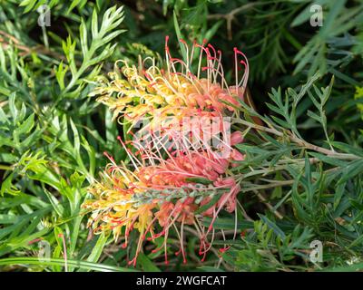 Grevillea Pflanzen Blumen, „Loopy Lou“ hübsche rosa rote und gelbe Pinselblüte Stockfoto