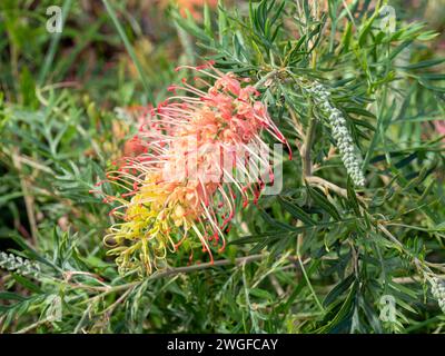 Grevillea Pflanzen Blumen, „Loopy Lou“ hübsche rosa rote und gelbe Pinselblüte Stockfoto