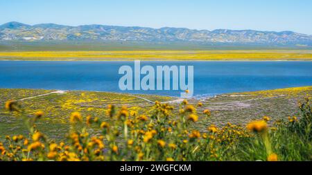 Wildblumen blühen im Carrizo Plain National Monument, Kalifornien Stockfoto