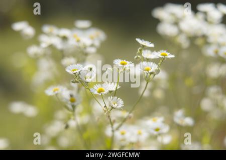 Wilde Kamillenblüten wachsen auf der Wiese. Weicher, heller, floraler Hintergrund Stockfoto