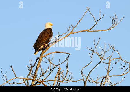 Erwachsener amerikanischer Weißkopfseeadler, der im warmen Licht des Sonnenuntergangs auf einem Baum steht Stockfoto