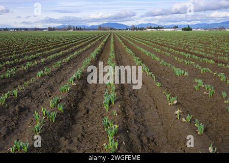 Frühlings-Narzissen, die im Spätwinter auf reichem Boden im Skagit Valley auf dem Bauernhof erscheinen Stockfoto